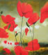 Galerie 8: Roter Mohn